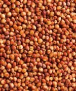 Red Sorghum (Jowar) - Image 2