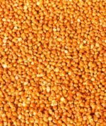 Proso Millet - Image 2