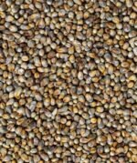 Pearl Millet (Bajra) - Image 2